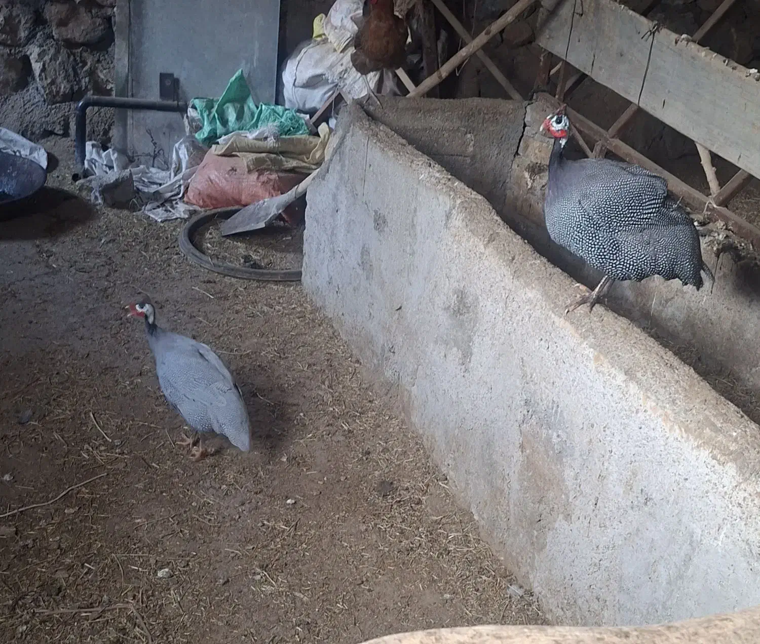 مرغ شاخدار|حیوانات مزرعه|اسفراین, |دیوار