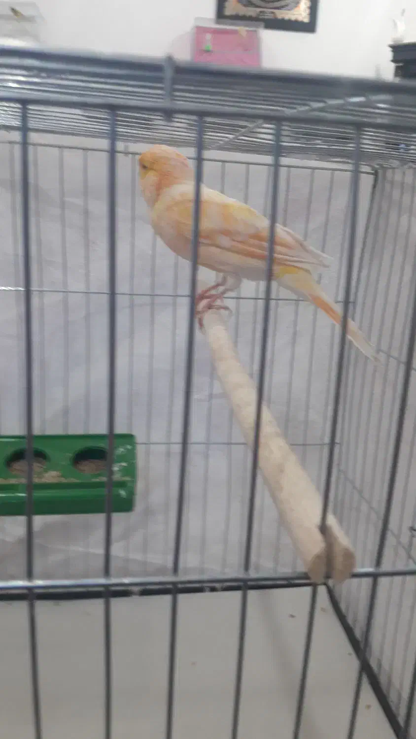 بزرگترین مجموعه پرندگان آوازخوان همه مست|پرنده|بهبهان, |دیوار