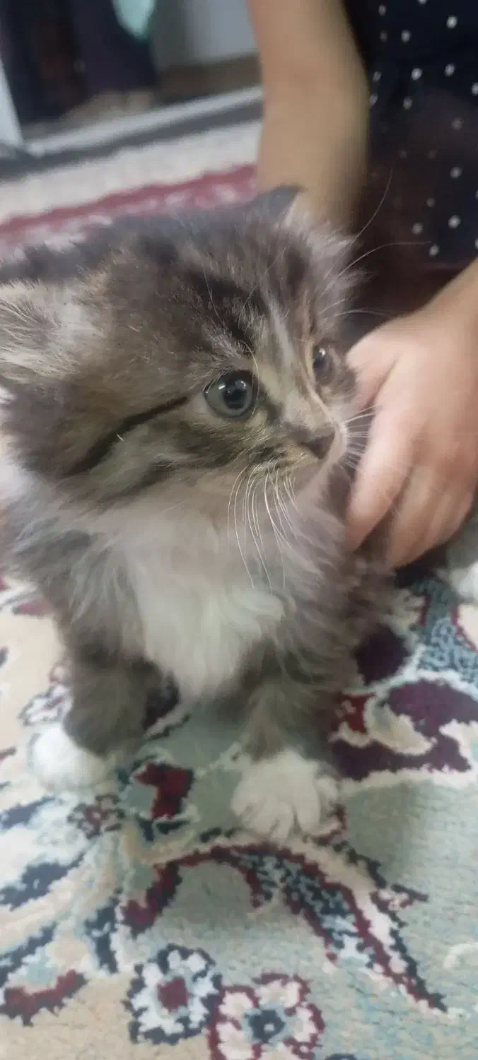 واگذاری بچه گربه پرشین|گربه|زرند, |دیوار