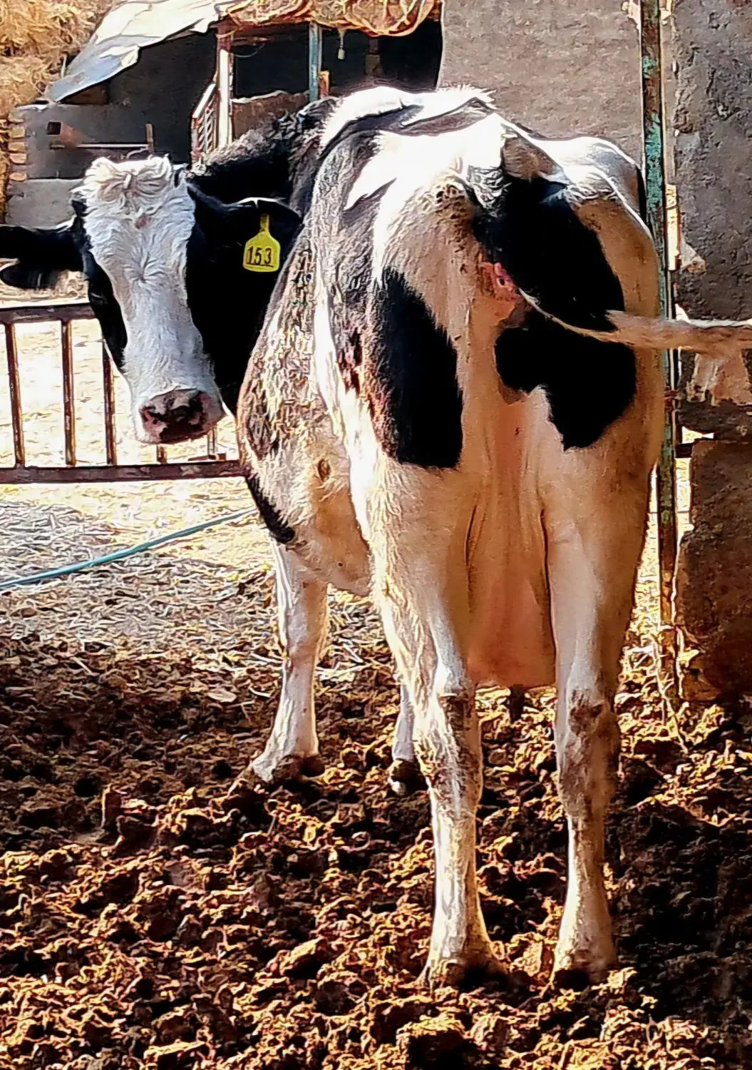 گاو|حیوانات مزرعه|مشهد, توس (بلوار توس)|دیوار