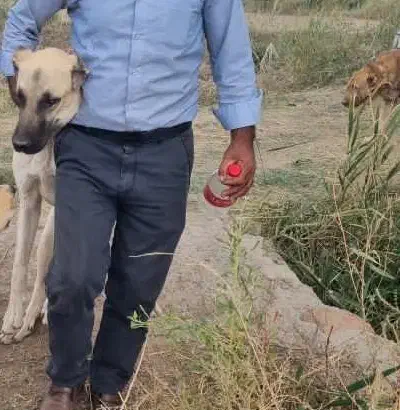 سگ گانگال|حیوانات|قره ضیاالدین, |دیوار