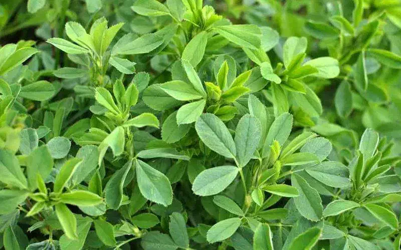بیده یونجه خشک|خدمات باغبانی و درختکاری|عنبرآباد, |دیوار