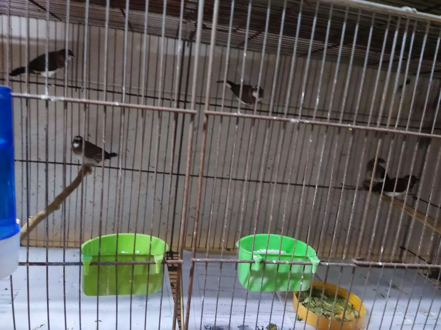 فنج بنگالی صحیح وسلامت|پرنده|پاکدشت, پاکدشت (مامازند)|دیوار