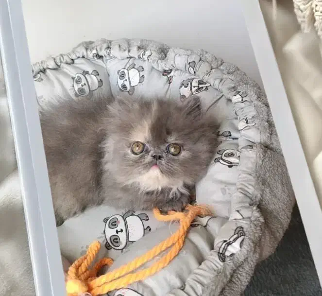 گربه بلو|گربه|تهران, دانشگاه شریف|دیوار