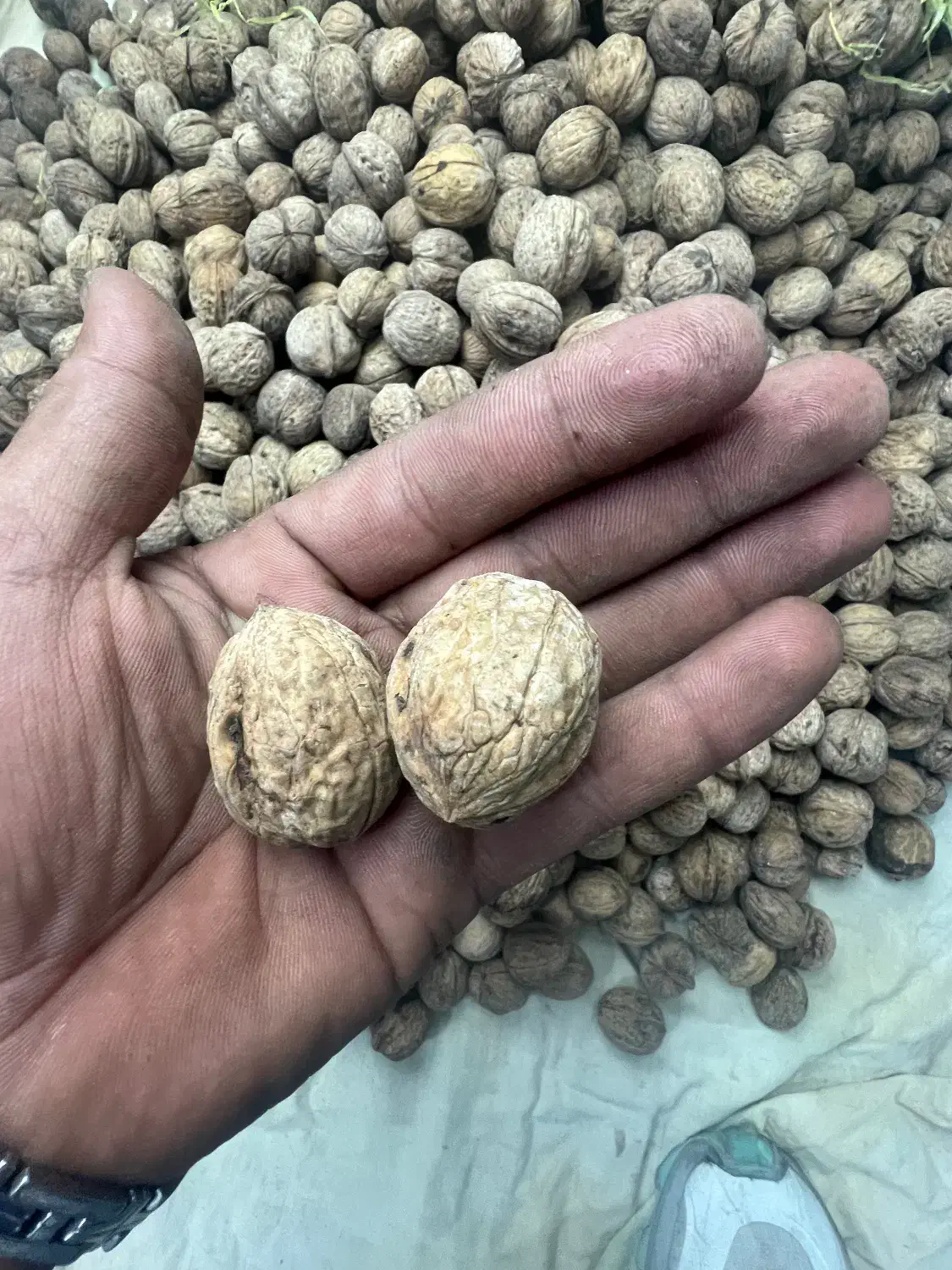 گردو امساله|خوردنی و آشامیدنی|دامغان, |دیوار