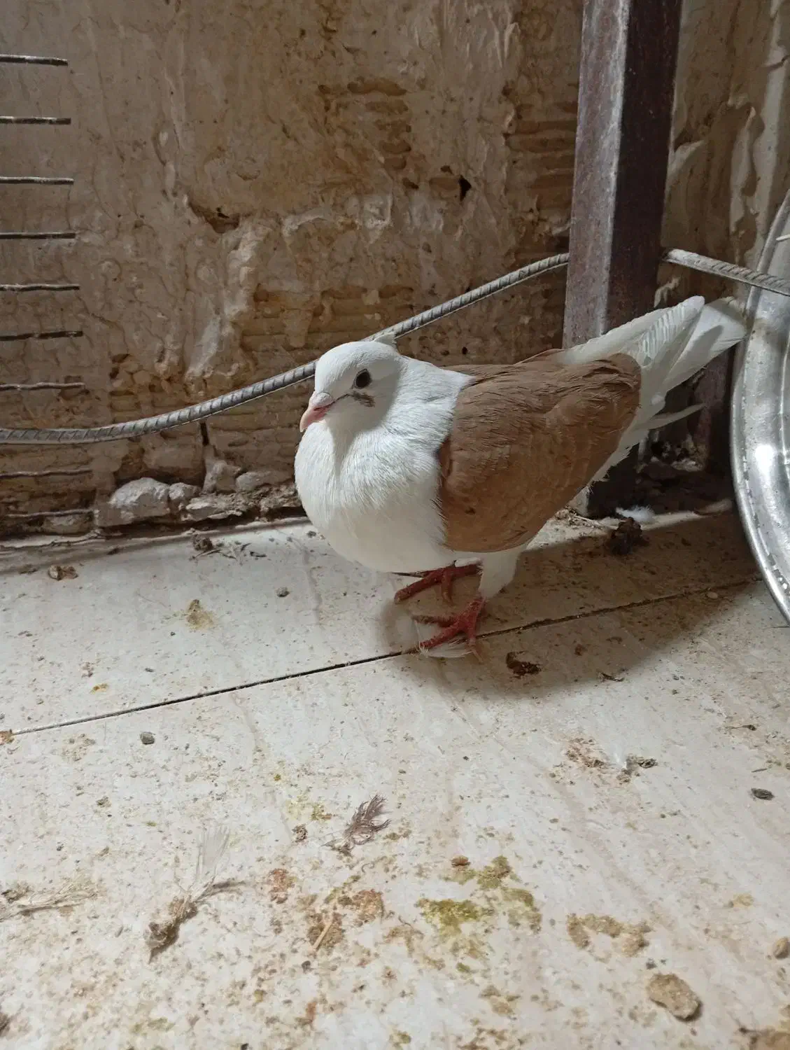 پرنده|پرنده|خرمآباد, |دیوار