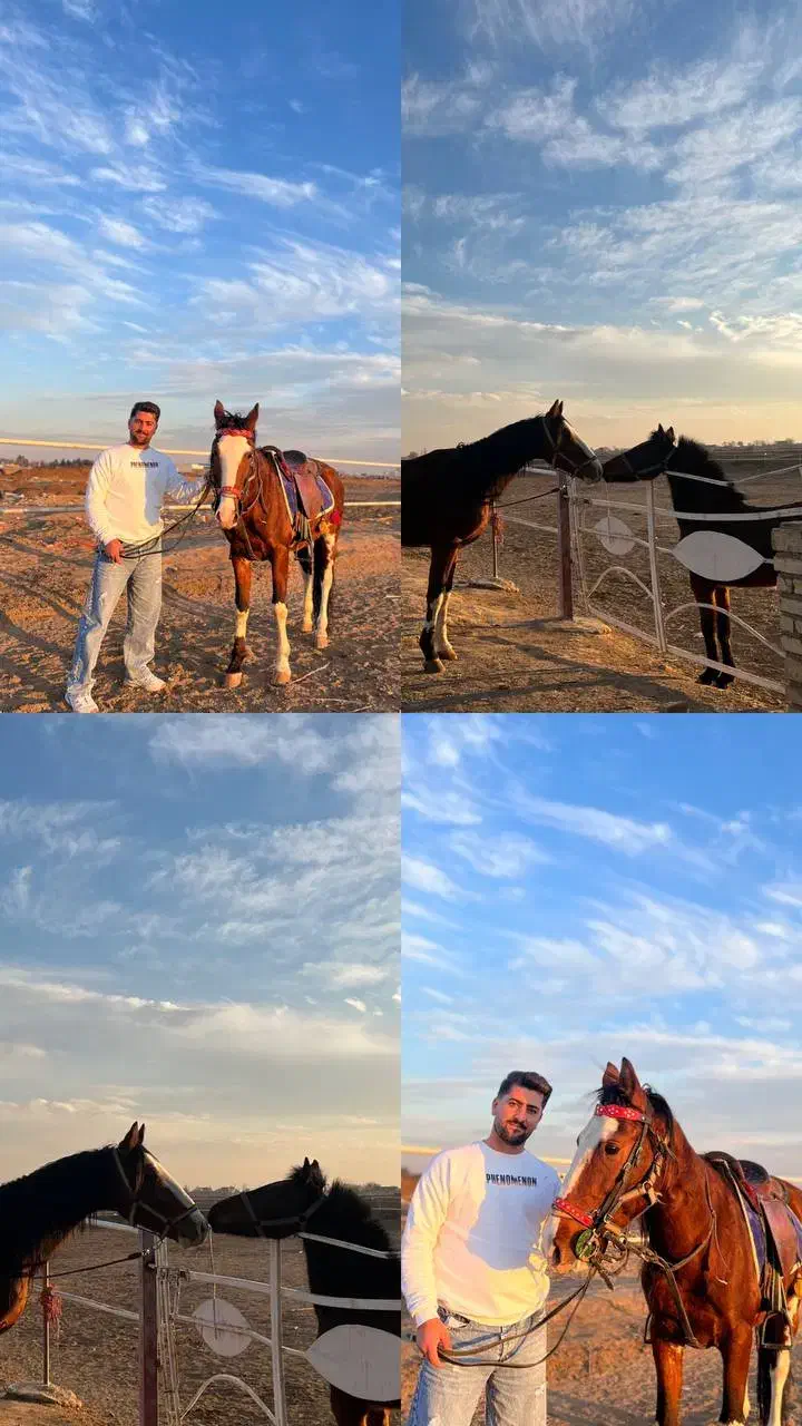 اسب|اسب و تجهیزات اسب‌سواری|تاکستان, |دیوار