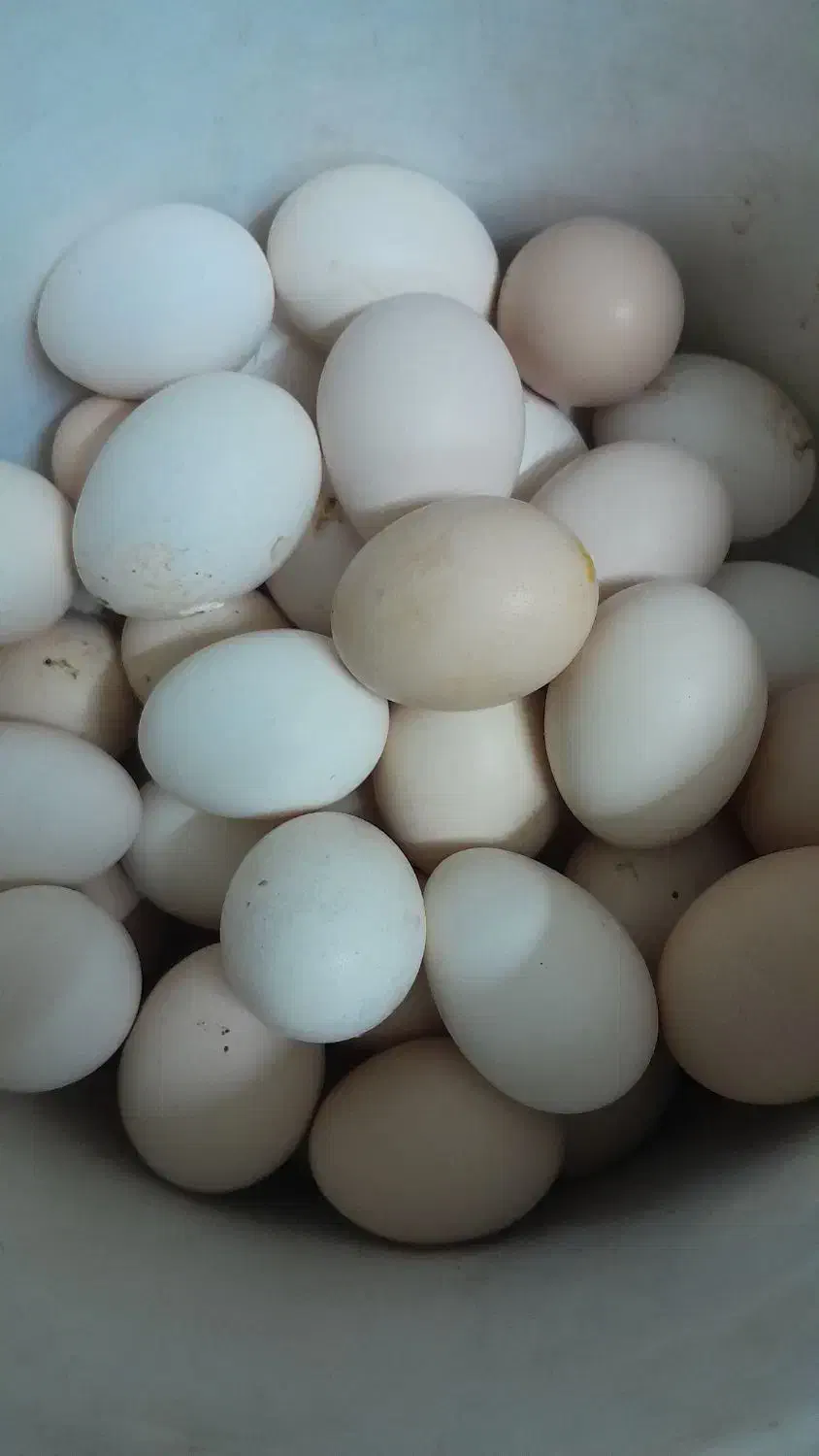 تخم مرغ محلی|حیوانات مزرعه|دزفول, |دیوار