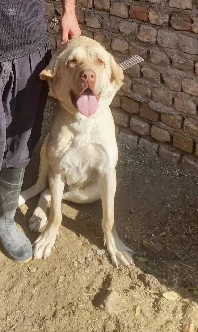 معاوضه|سگ|قم, سالاریه|دیوار