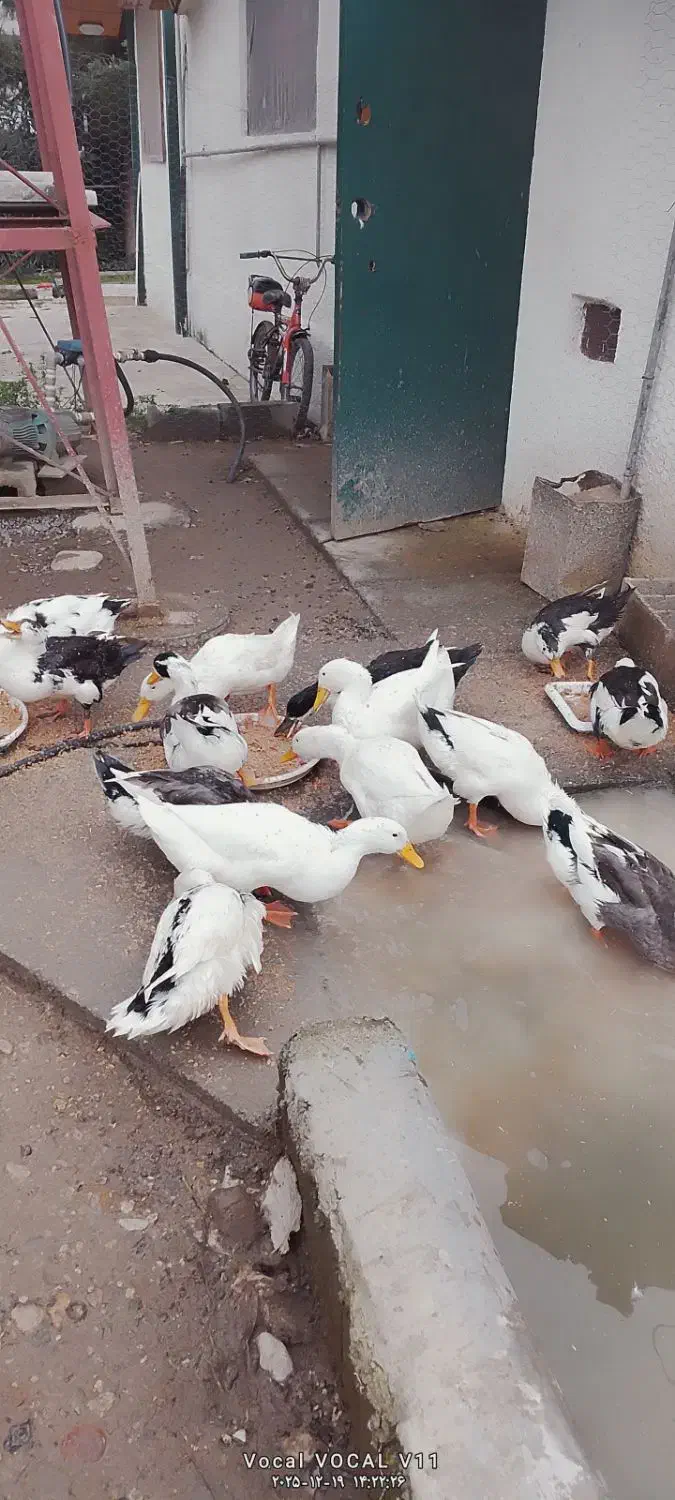 اردک|پرنده|نوشهر, |دیوار