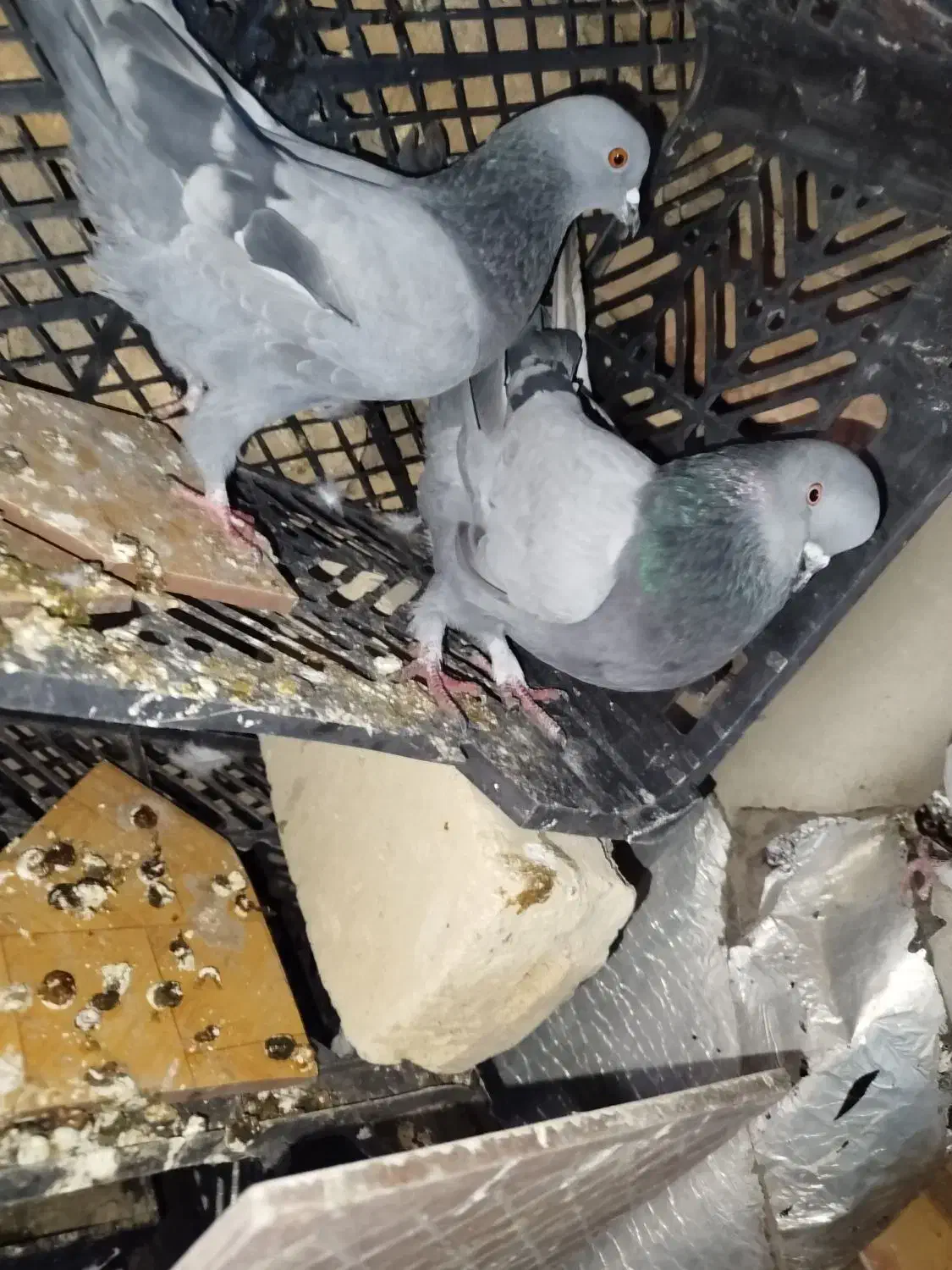 یه جفت سبز عتیقه|پرنده|ساوه, |دیوار