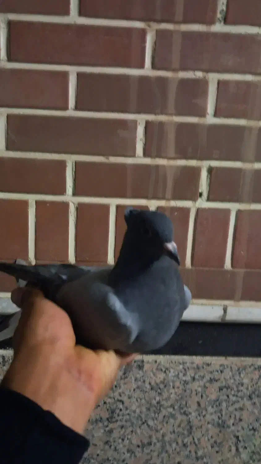 جوجه سبز دم سفید|پرنده|قم, حاج زینل|دیوار