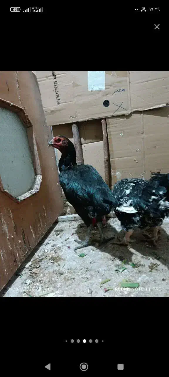 مرغ لاری|حیوانات مزرعه|قم, ولیعصر|دیوار