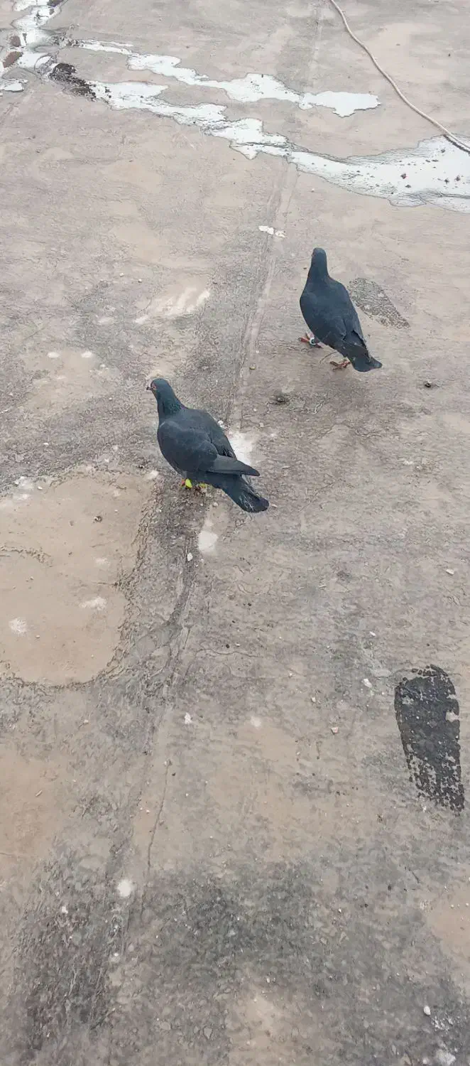 کبوتر زاغ|پرنده|فاروج, |دیوار