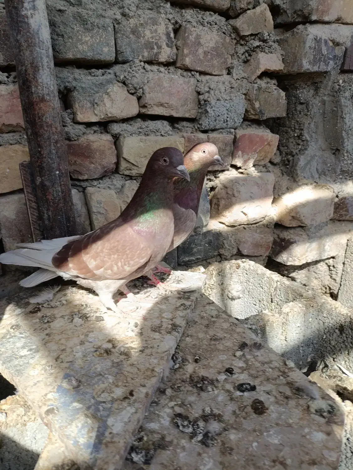 کفتر تهرانی|پرنده|ایرانشهر, |دیوار