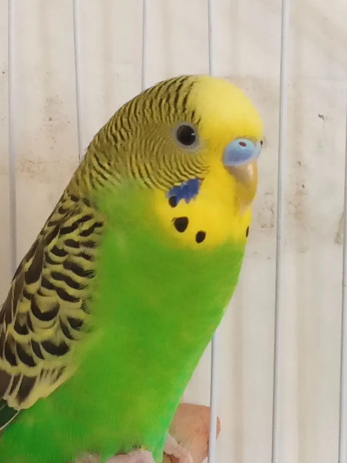 فروش مرغ عشق وفنچ|پرنده|جوانرود, |دیوار