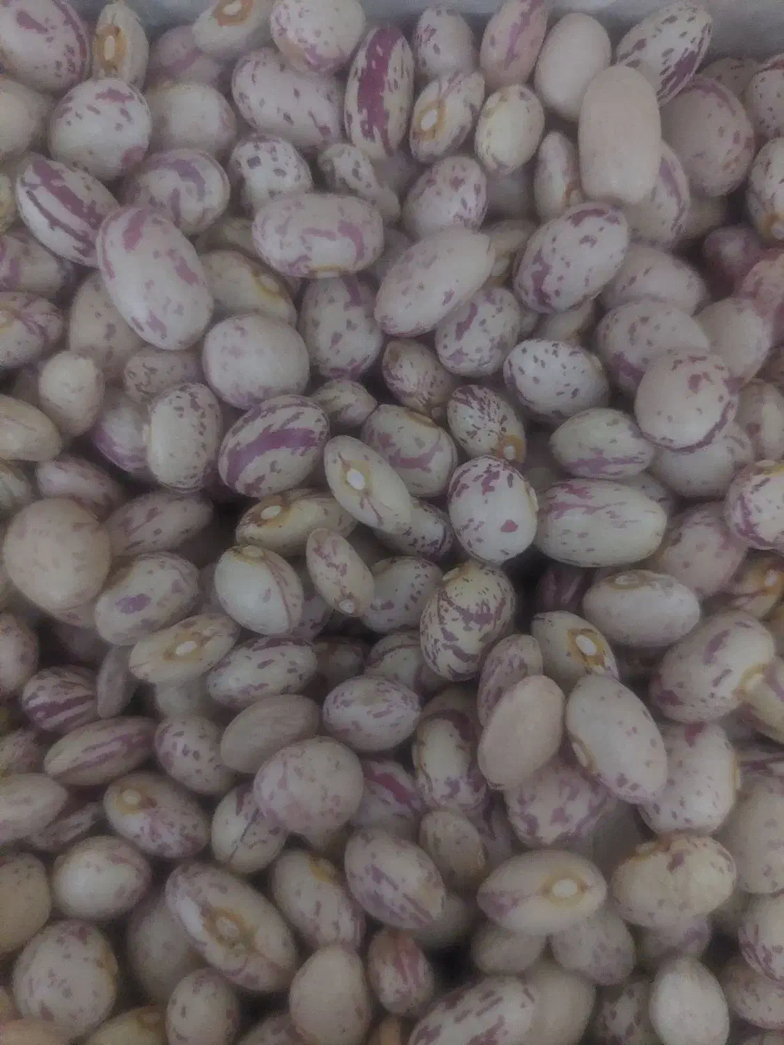 لوبیا چیتی|عمدهفروشی|شیراز, بریجستون|دیوار