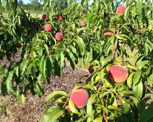 فروش نهال هلو با ضمانت اصالت نهال|خدمات باغبانی و درختکاری|ممقان, |دیوار