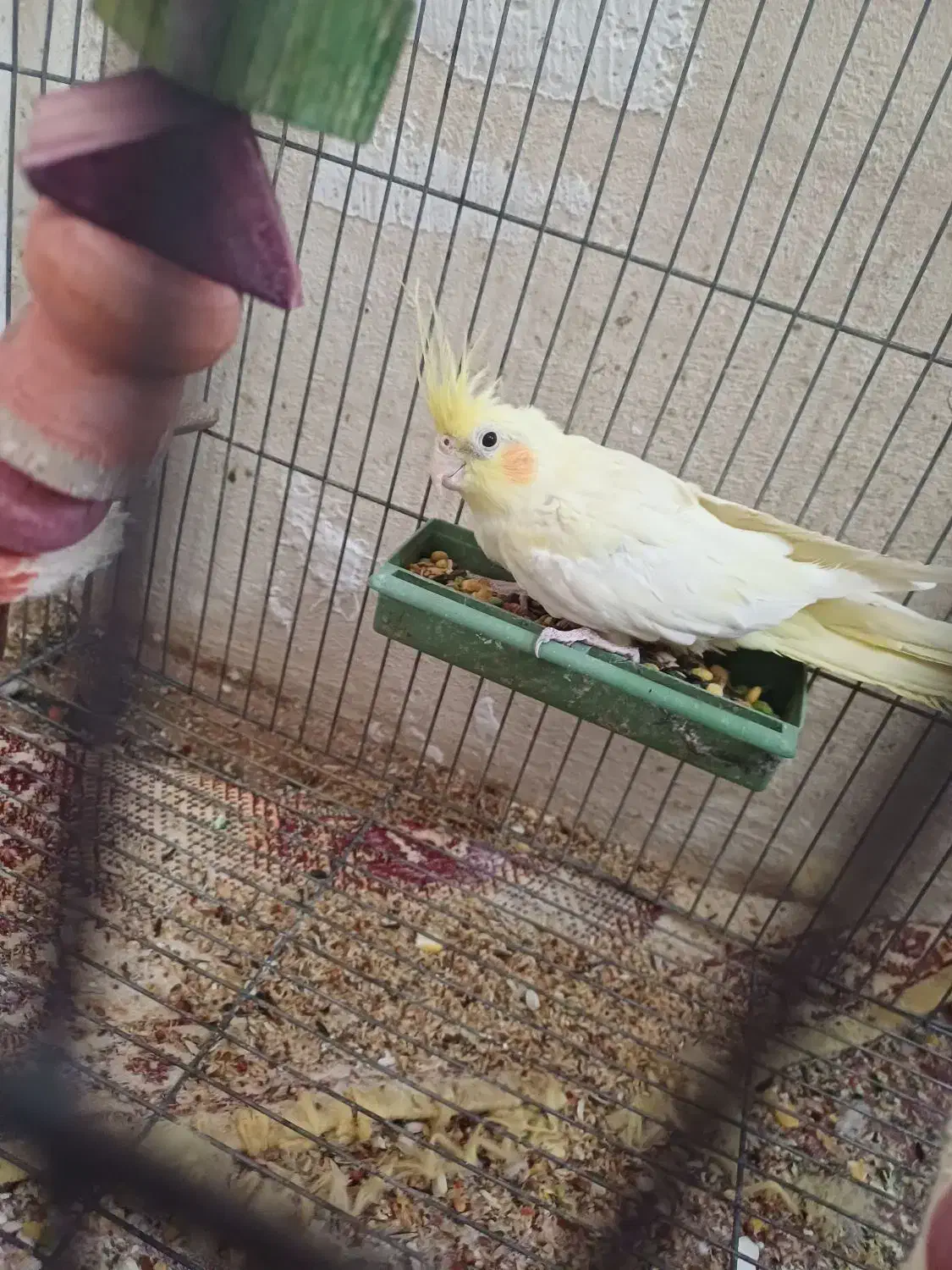 عروس هلندی|پرنده|نرماشیر, |دیوار