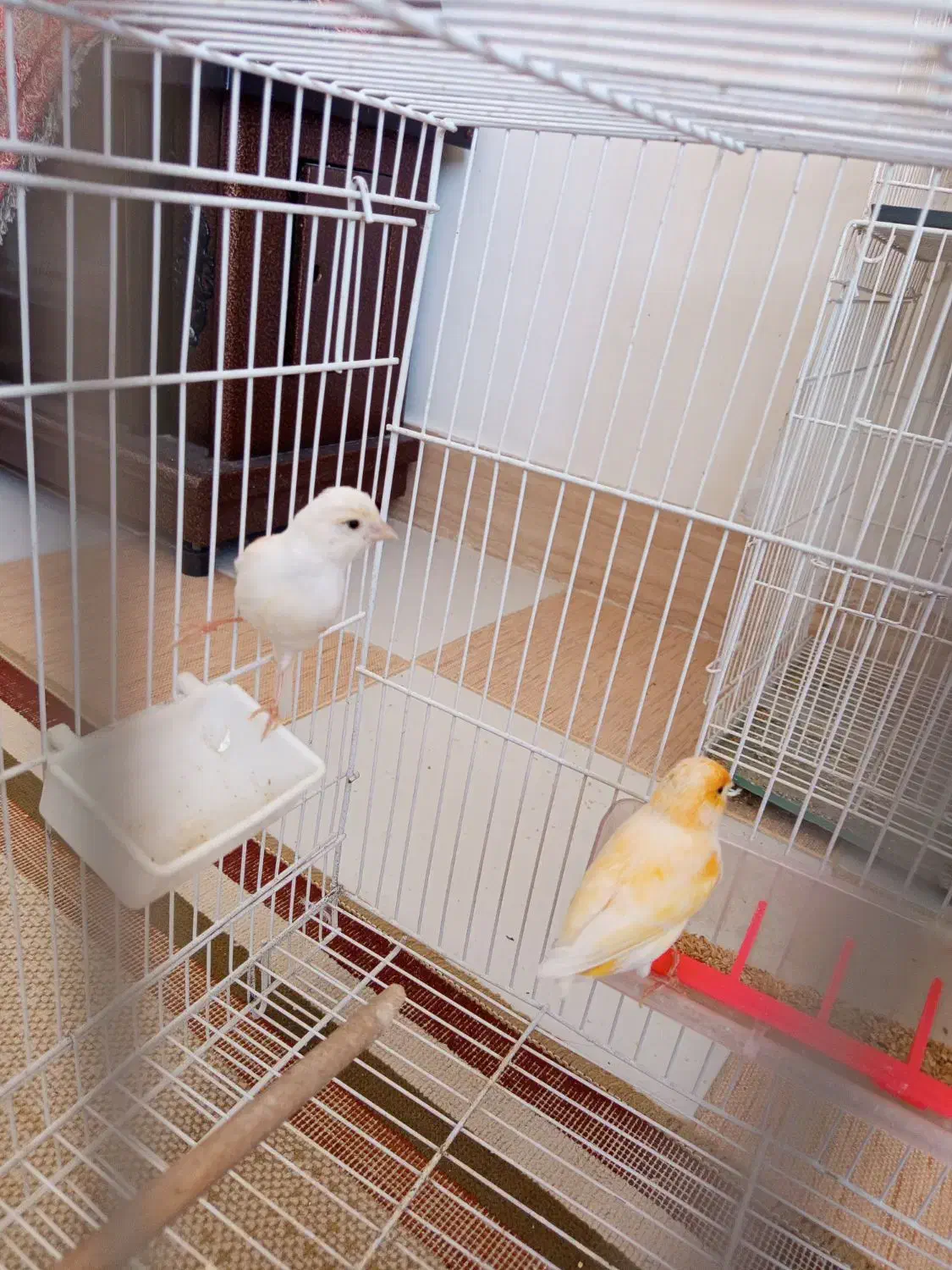 قناری|پرنده|گناباد, |دیوار