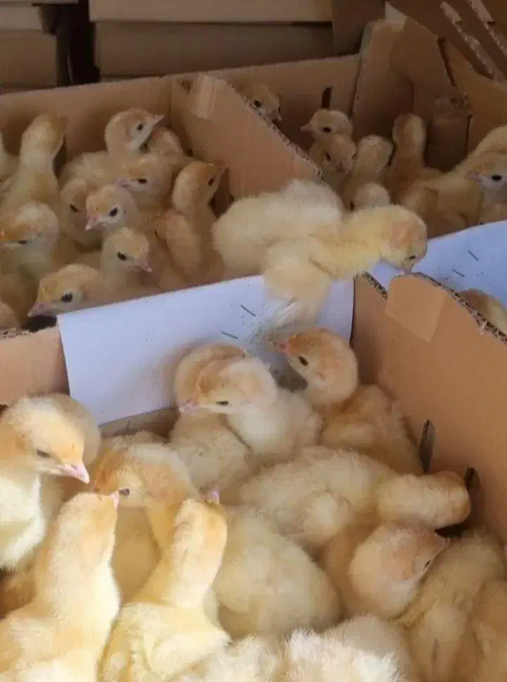 جوجه یکروزه بوقلمون بیوتی ۶|حیوانات مزرعه|اقلید, |دیوار