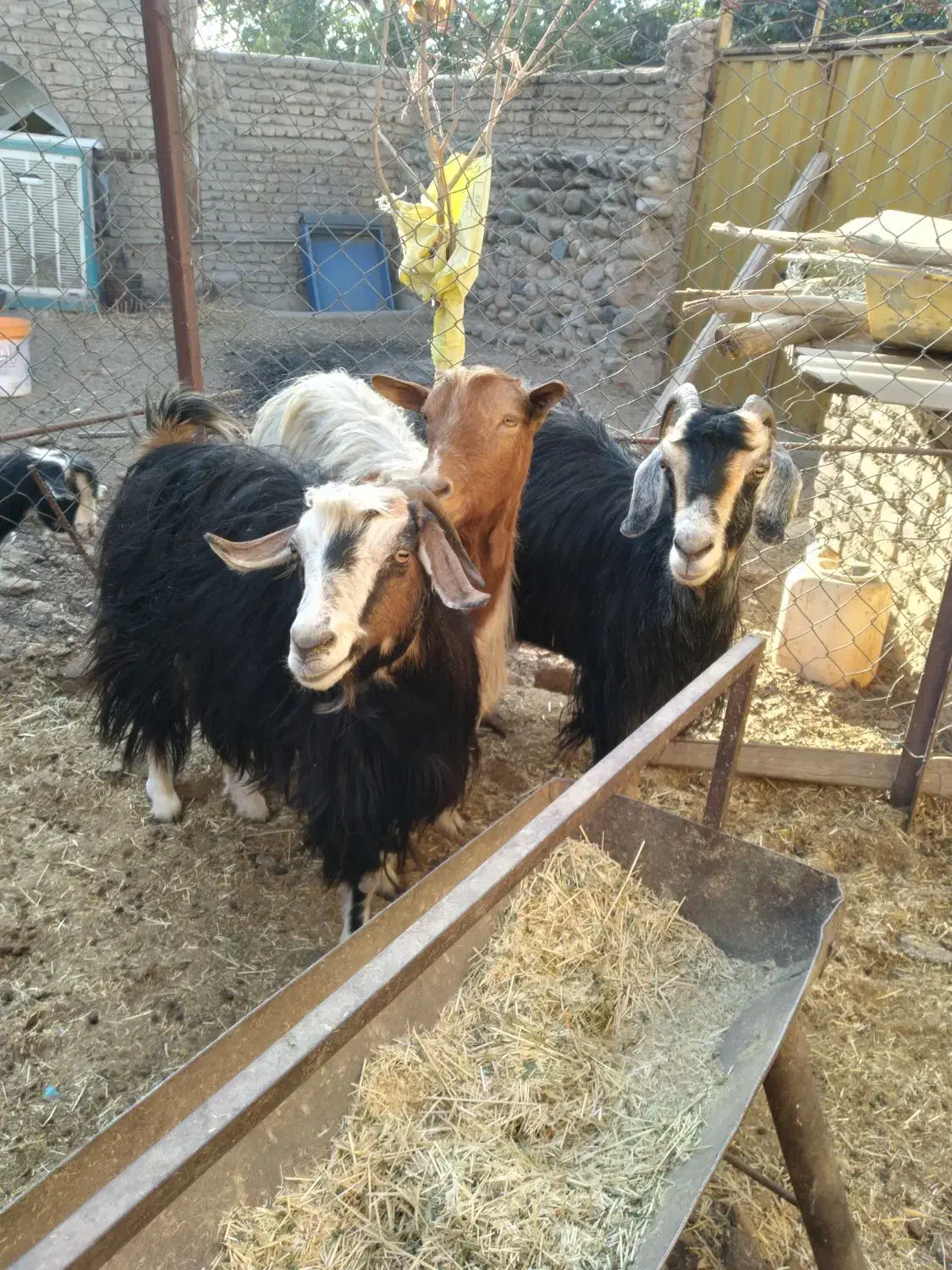 ۳عددبزماده بفروش میرسد|حیوانات مزرعه|جاجرود, |دیوار