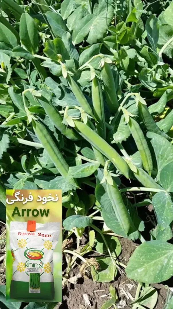 بذر نخودفرنگی راین|خدمات باغبانی و درختکاری|گرگان, |دیوار