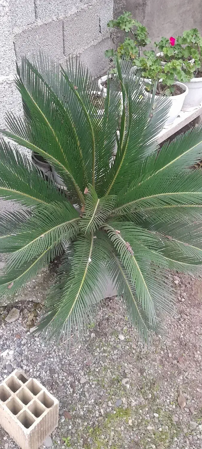 سیکاس بزرگ وکوچک|گل و گیاه طبیعی|رشت, حومه رشت|دیوار