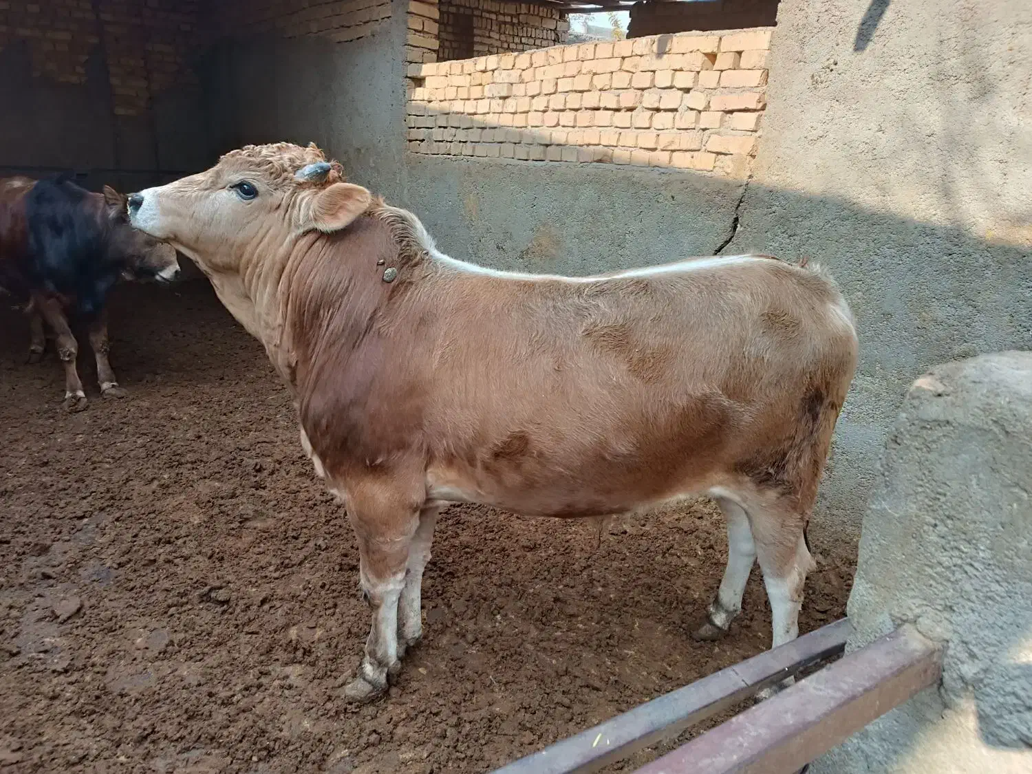 ۲راس گوساله چاقسرکداراجری|حیوانات مزرعه|پیشوا, |دیوار