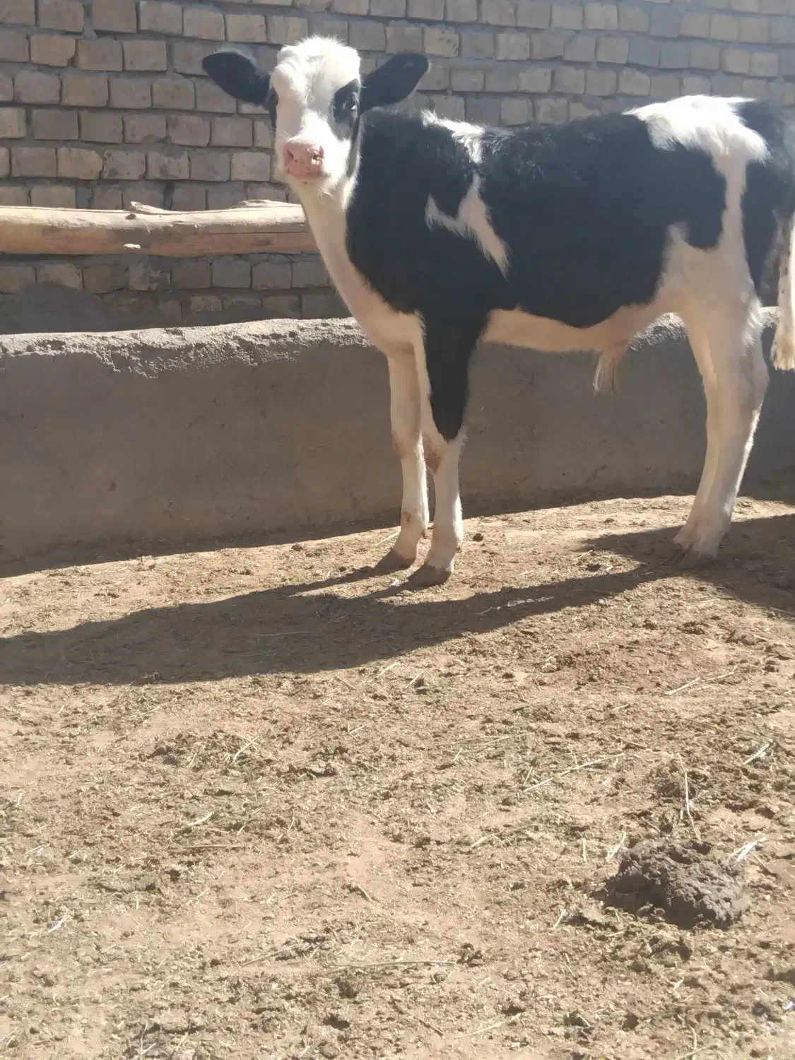 گوساله سیمینتال دشتی|حیوانات مزرعه|رامند, |دیوار