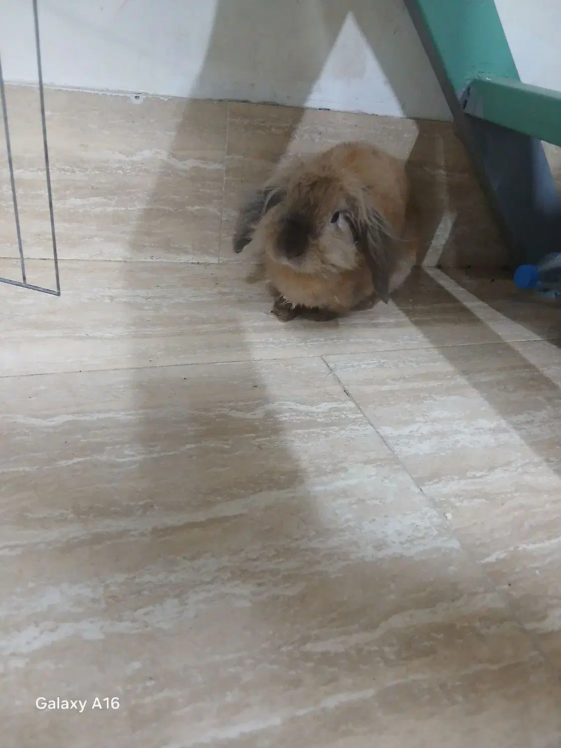 خرگوش بامزه وسالم واگزار میشود|موش و خرگوش|کیش, |دیوار