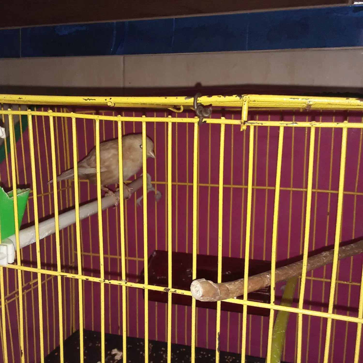 قناری نر بخون بشرط|پرنده|تربتحیدریه, پائین ولایت|دیوار