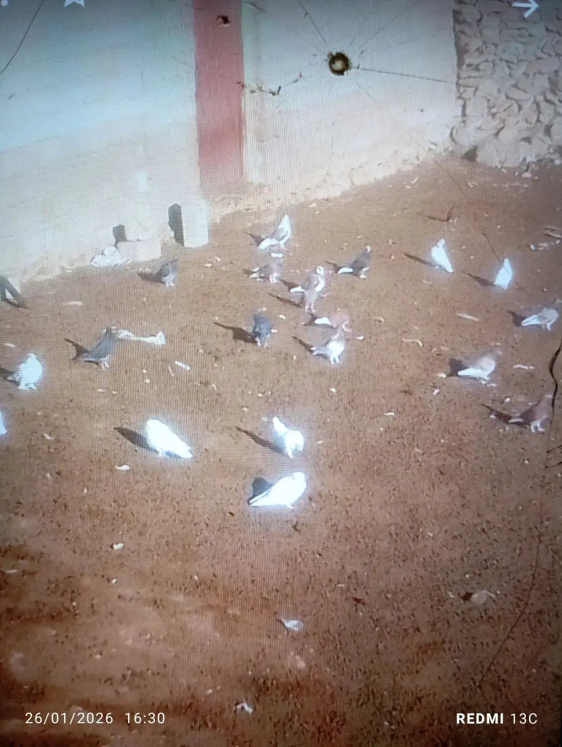 کفتر|پرنده|محمدیار, |دیوار