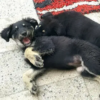 توله ژرمن|سگ|اهواز, کمپلو شمالی|دیوار