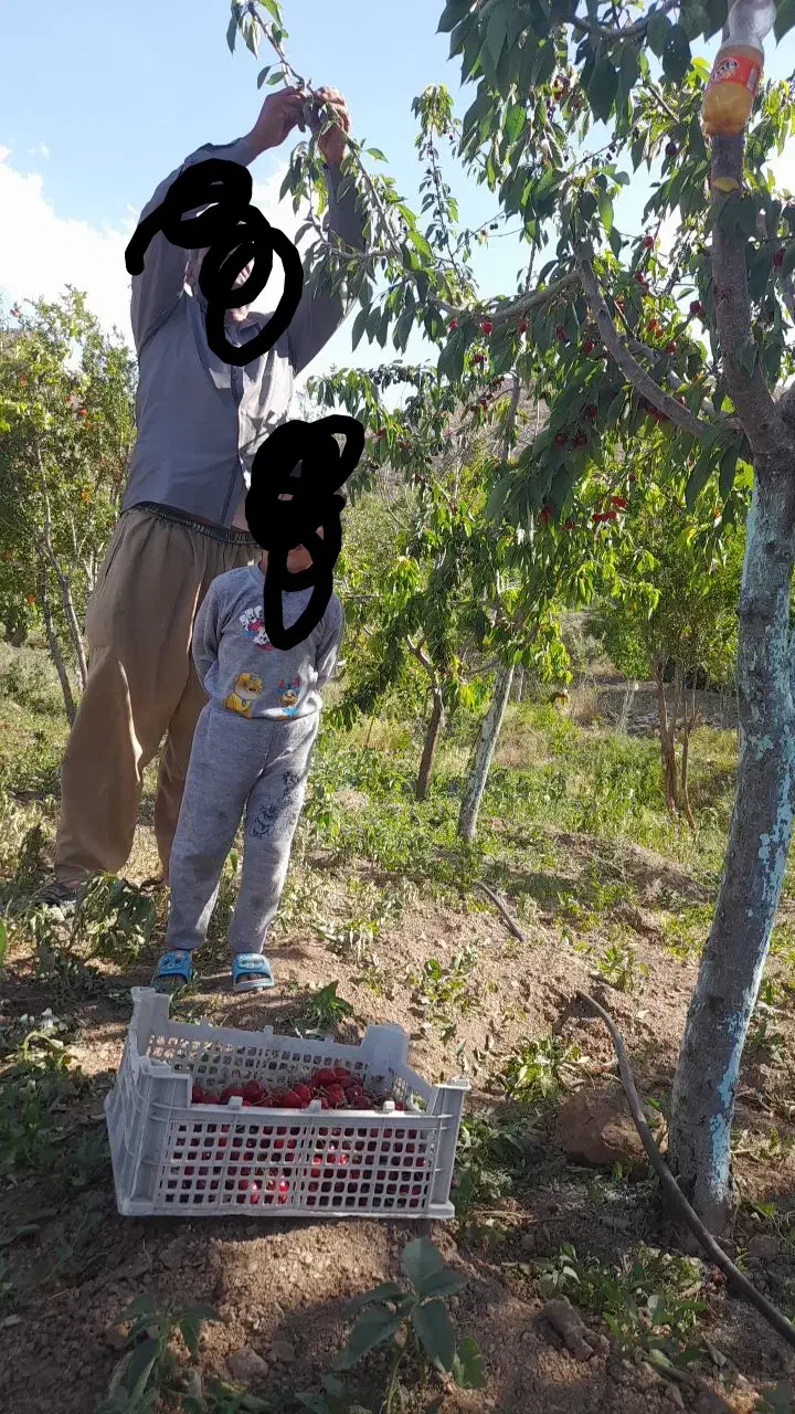 باغ مثمر|فروش زمین و ملک کلنگی|سبزوار, کراب|دیوار