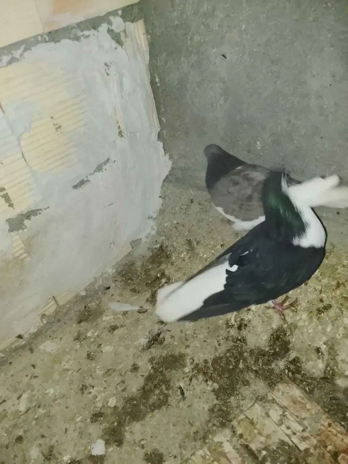 دو عدد کبوتر ساده جفت نر|پرنده|مشهد, بهمن|دیوار