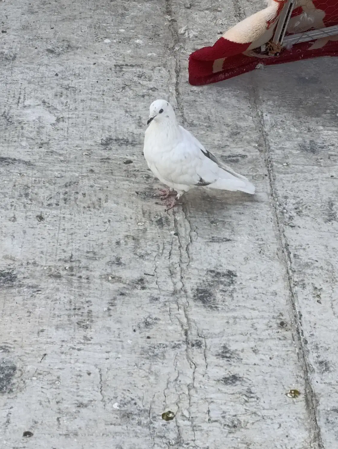 کبوتر پتی واله|پرنده|فردیس, شهرک راه آهن|دیوار