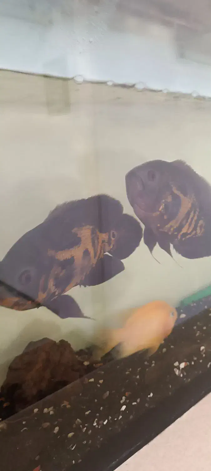 7عدد گوشتخار درشت با تمام لوازم مفت مفت|ماهی|مشهد, بهمن|دیوار