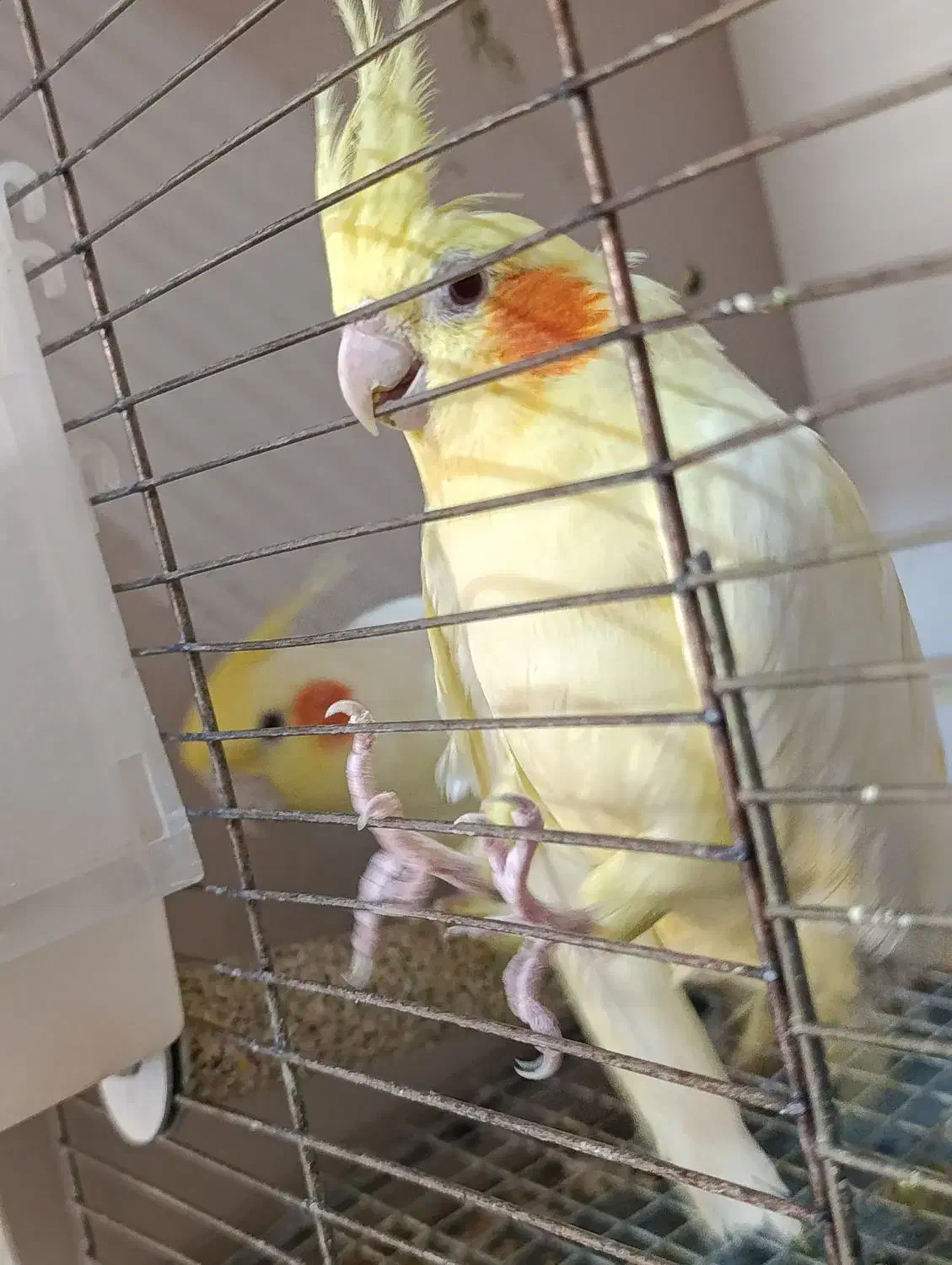 عروس هلندی جوان|پرنده|مسجد سلیمان, |دیوار