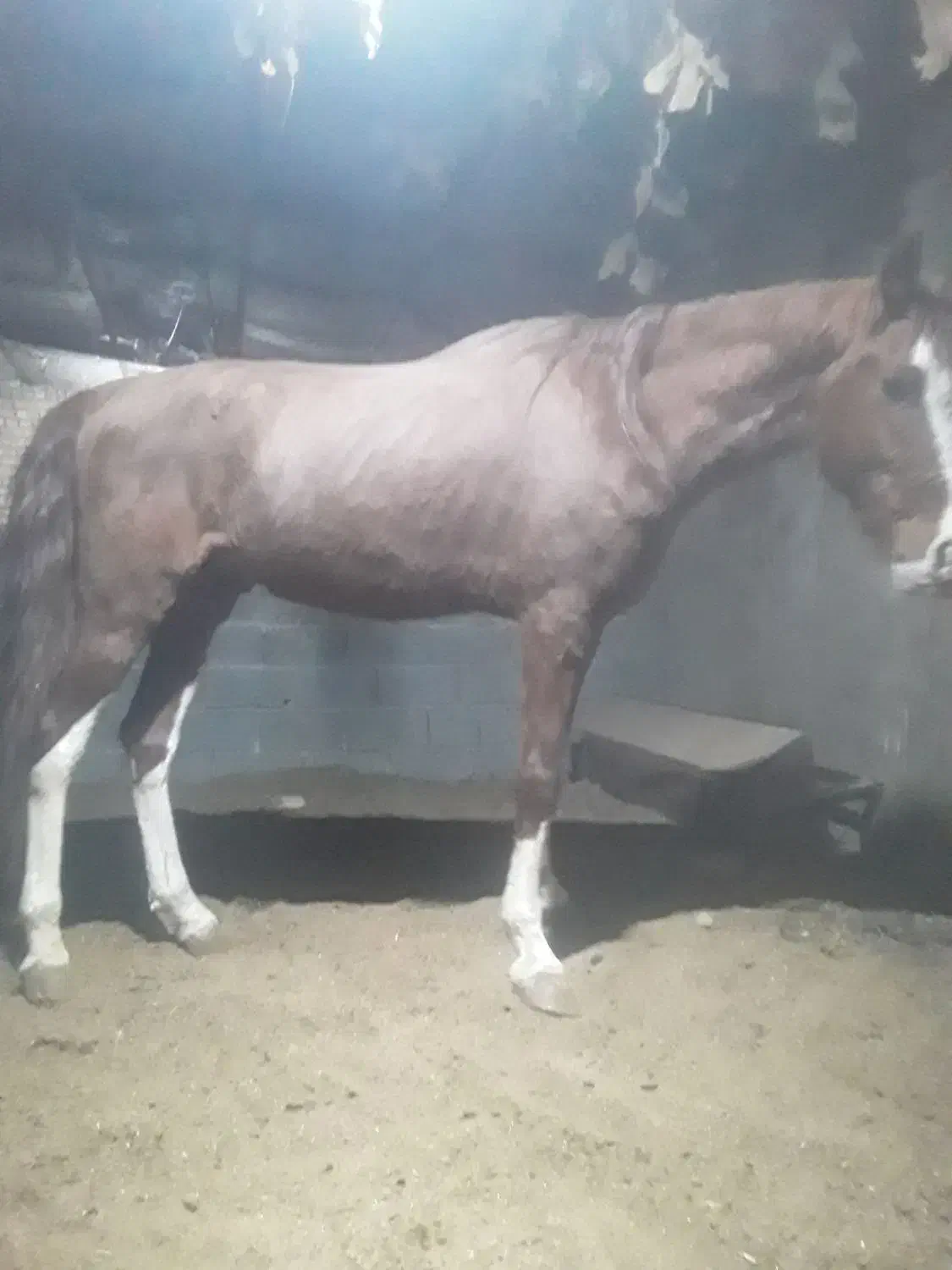 اسب|اسب و تجهیزات اسبسواری|ورامین, شهرک صنعتی خیرآباد|دیوار