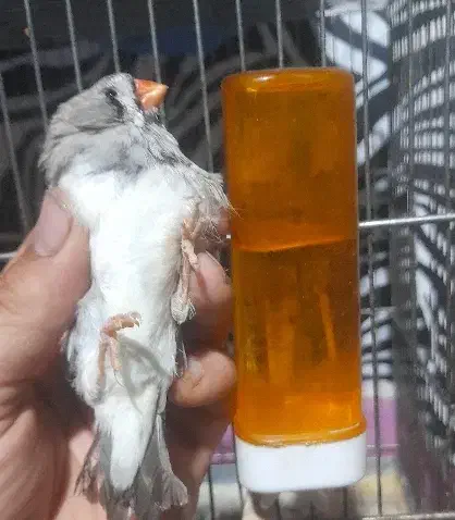 سه عدد ماده فنج انگلیسی|پرنده|کرمانشاه, |دیوار