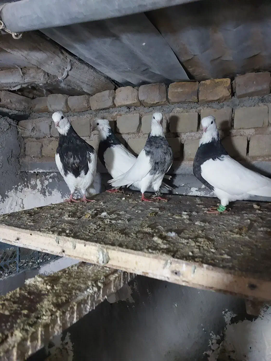 طوقی|پرنده|شهرآباد, |دیوار