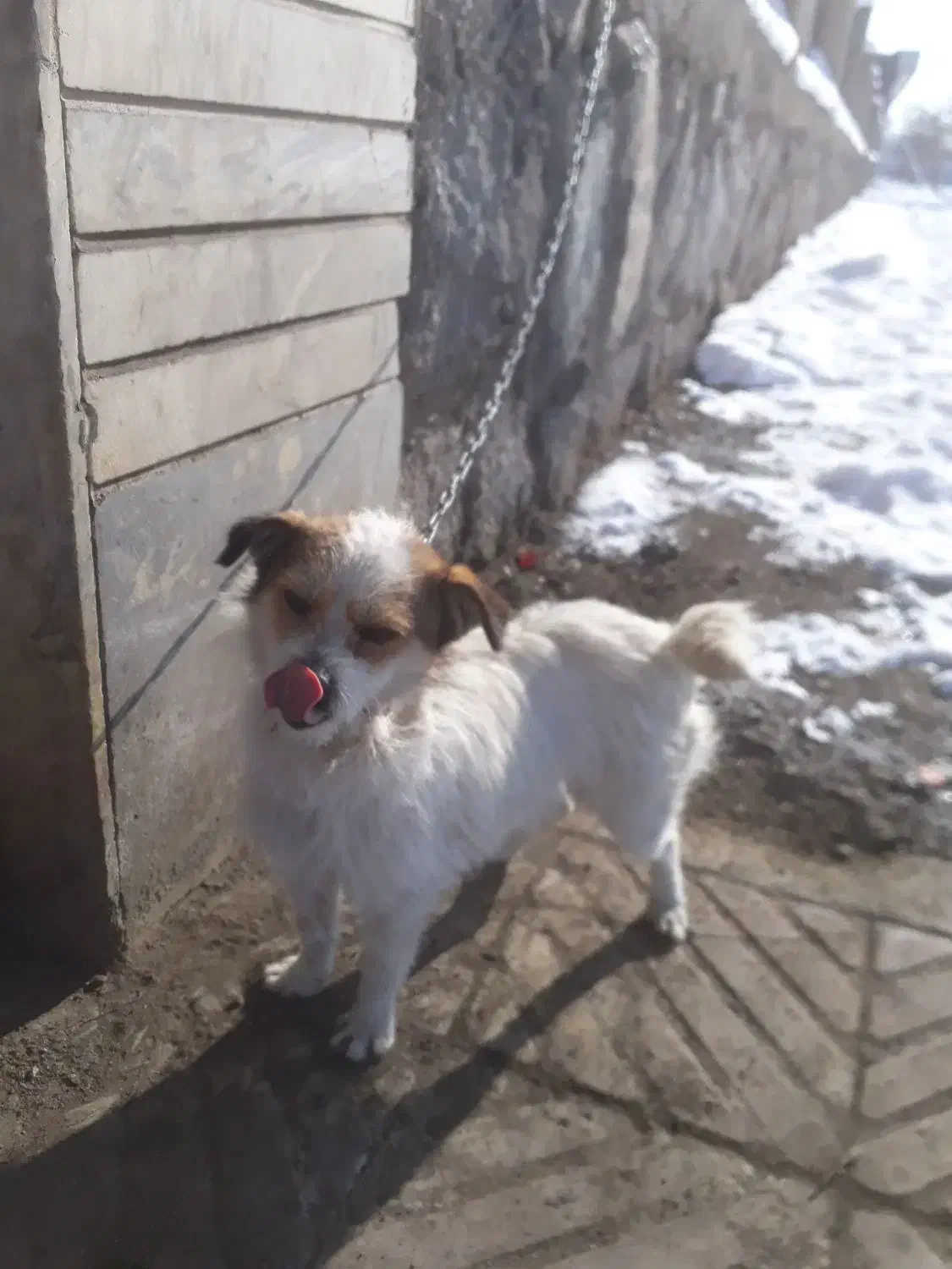 سگ پاکوتاه|سگ|صوفیان, |دیوار