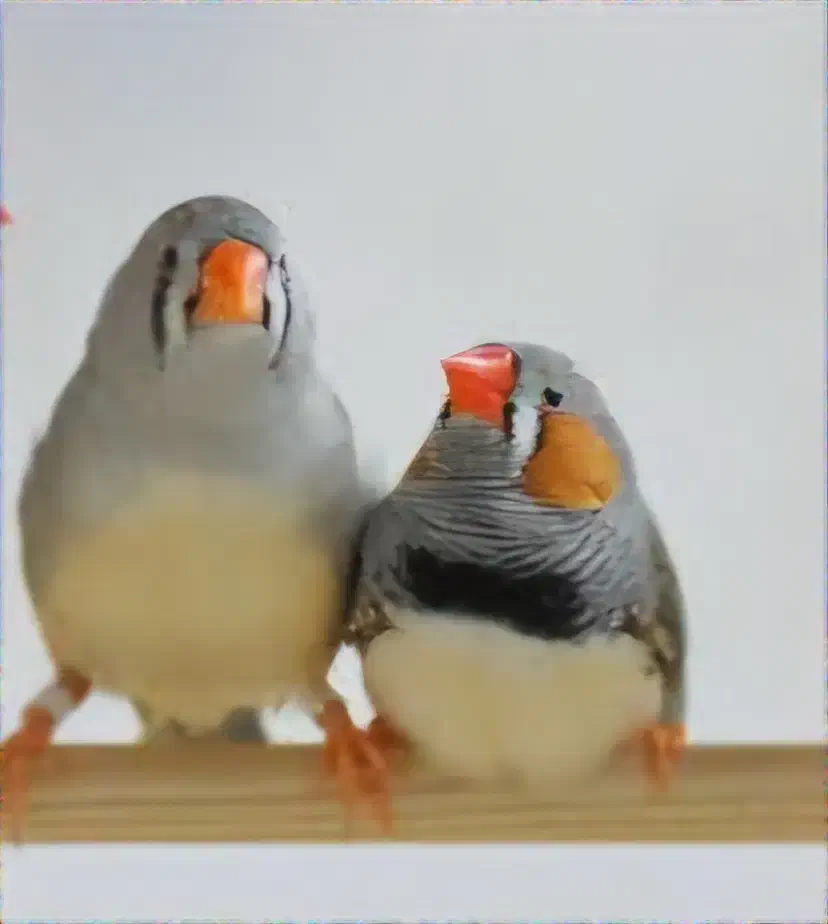 یک جفت فنچ یک ماهه|پرنده|مشهد, دانشجو|دیوار