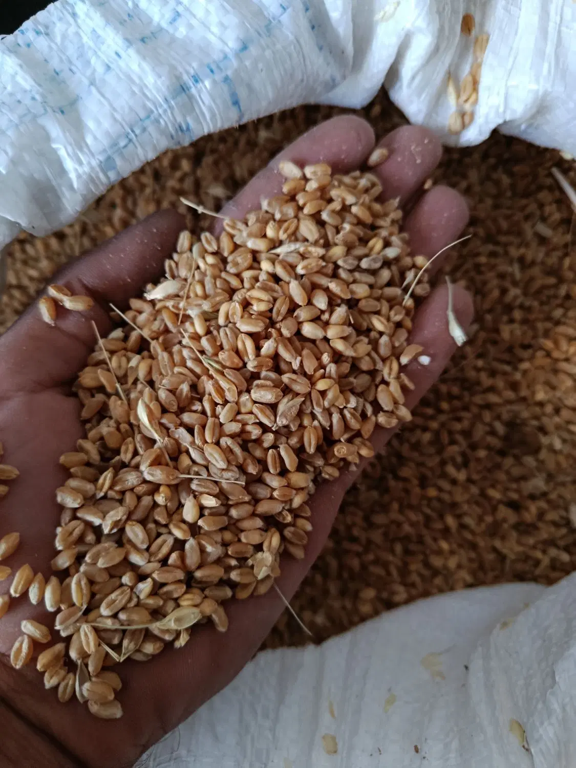گندم|خوردنی و آشامیدنی|مرند, |دیوار