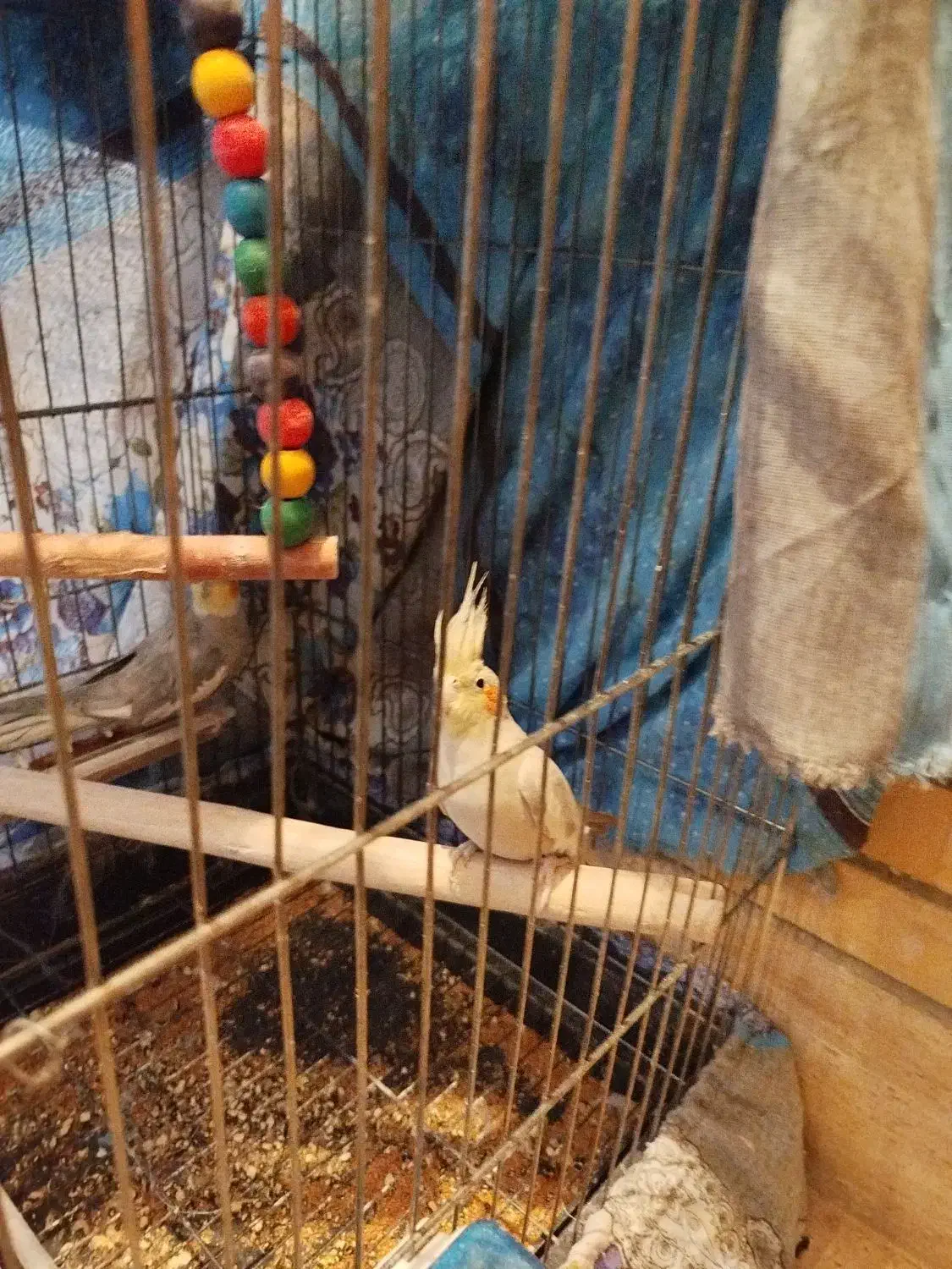 عروس هلندی نر و ماده|پرنده|فولادشهر, مسکن مهر فولادشهر|دیوار