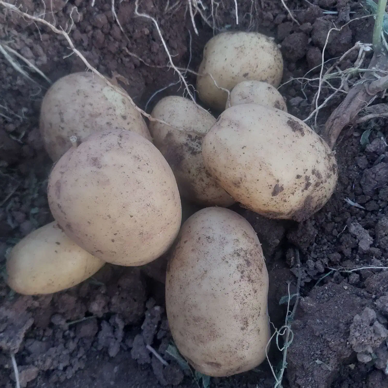 فروش سیب زمینی|خوردنی و آشامیدنی|بیلوار, |دیوار