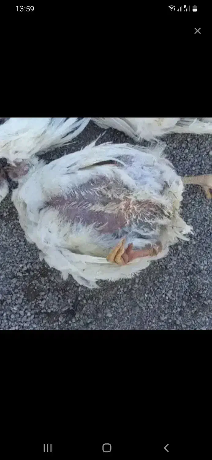 غذا برای سگ م ی خ  ا  م|لوازم جانبی حیوانات|سراب, |دیوار