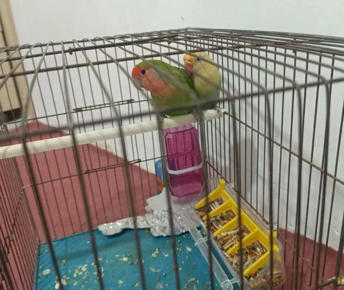 طوطی برزیلی|پرنده|زنجان, |دیوار