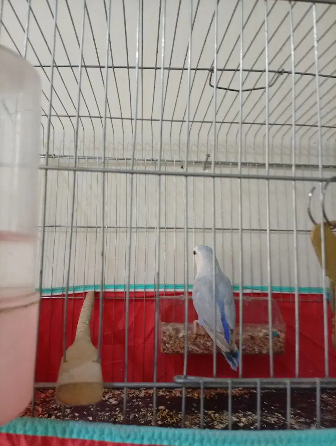 پرنده کوتوله برزیلی|پرنده|زرقان, |دیوار